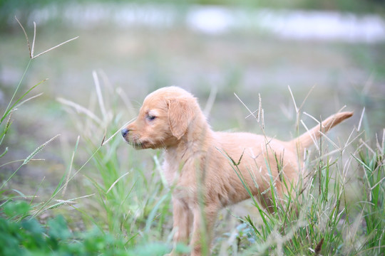 金毛幼犬