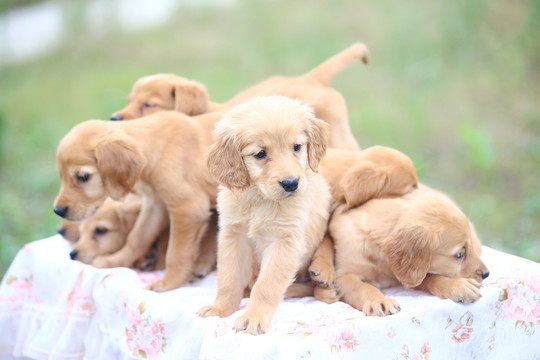 金毛幼犬