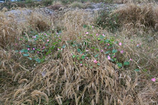 牵牛花