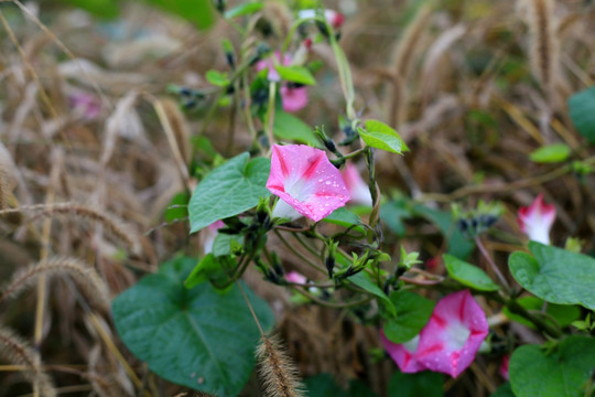 牵牛花