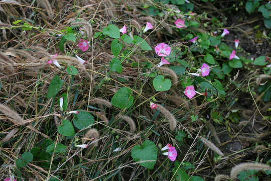 牵牛花
