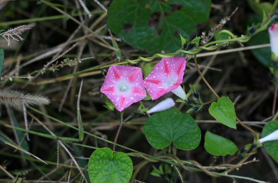 牵牛花