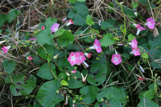 牵牛花