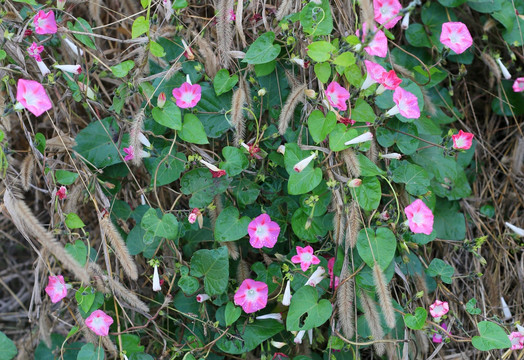 牵牛花
