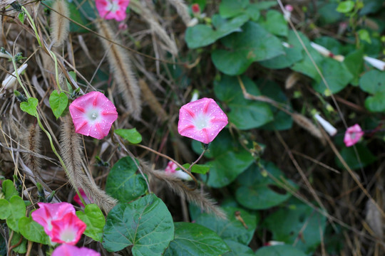 牵牛花