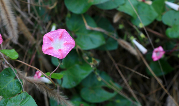 牵牛花