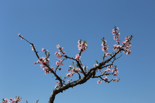 梅花树