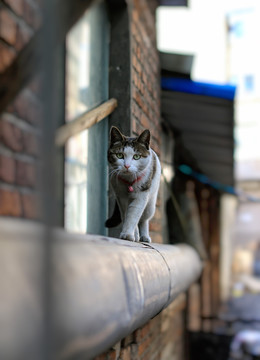 猫的习性