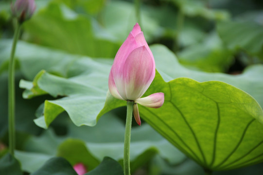 荷花花苞