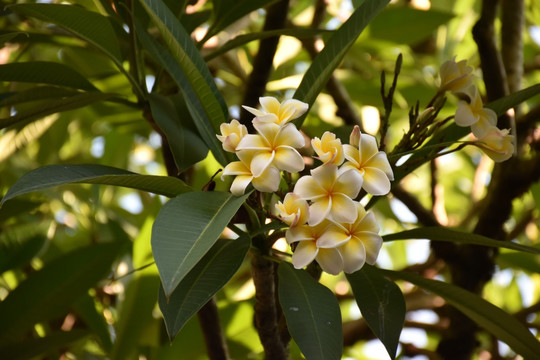 桂花