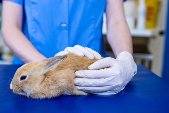 兽医为兔子做检查