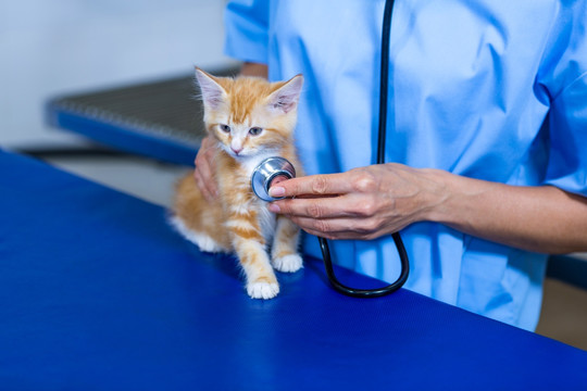 为小猫做检查的兽医