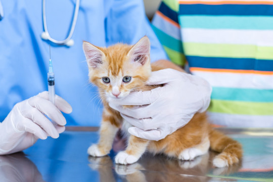 为小猫做治疗的兽医