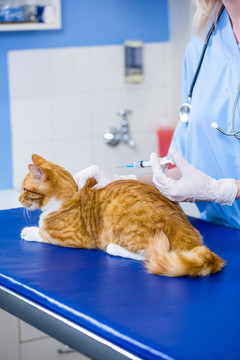 兽医为小猫做治疗