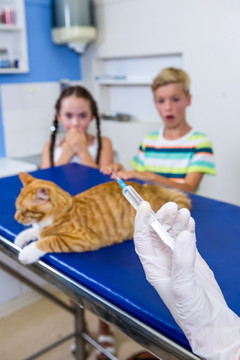 兽医拿着注射器为小猫治疗