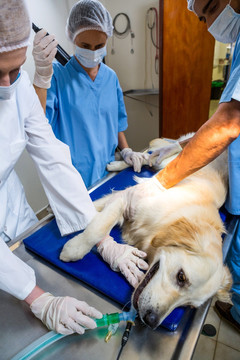 兽医给狗做手术