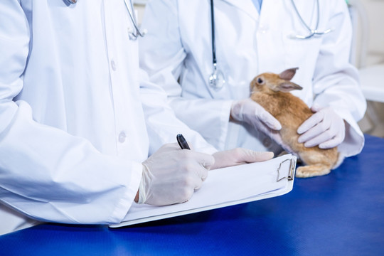 兽医为兔子做检查并做记录