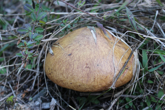 蘑菇 野生菌 采蘑菇 野蘑菇