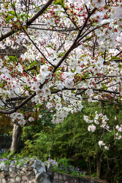 鸡鸣寺 樱花