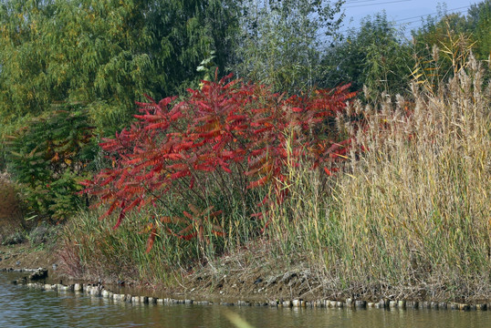 北京翠湖湿地公园