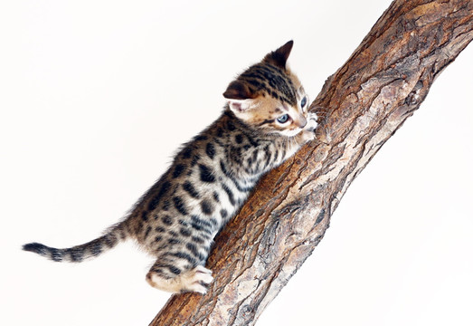 小豹猫爬树