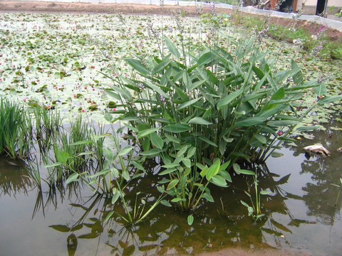 水生植物  园艺