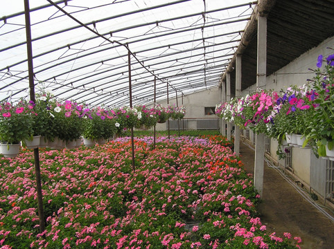 花卉养殖  花圃