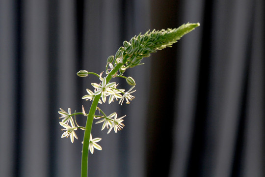 小白花