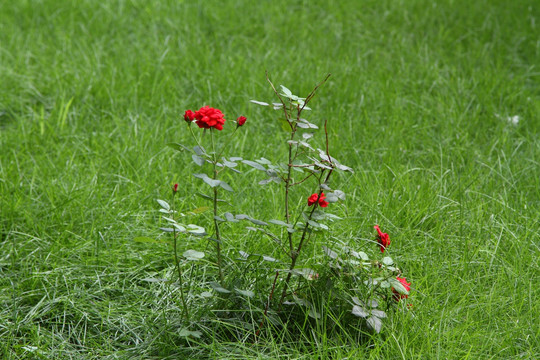 草地月季花