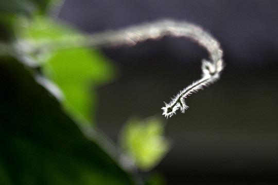 阳光下的藤芽