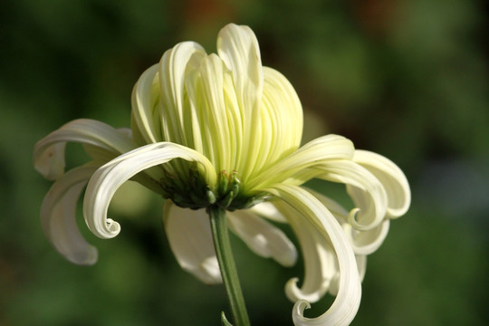 菊花 鲜花 花 花卉