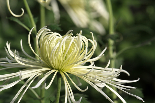 菊花 鲜花 花 花卉