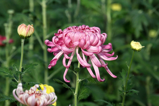 菊花 鲜花 花 花卉 菊展