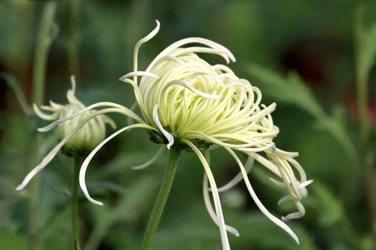 菊花 鲜花 花 花卉