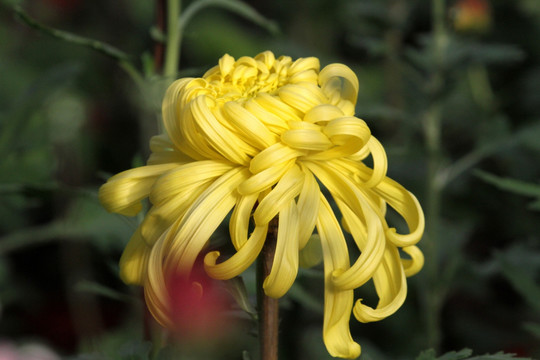 菊花 鲜花 花 花卉 菊展 秋