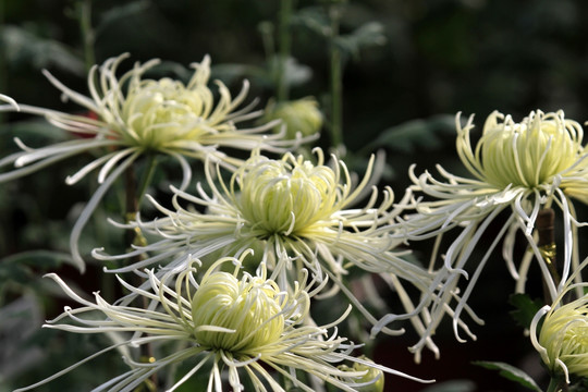 菊花 鲜花 花 花卉