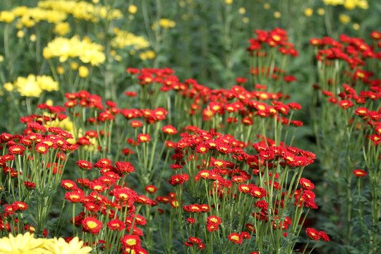 菊花 鲜花 花 花卉