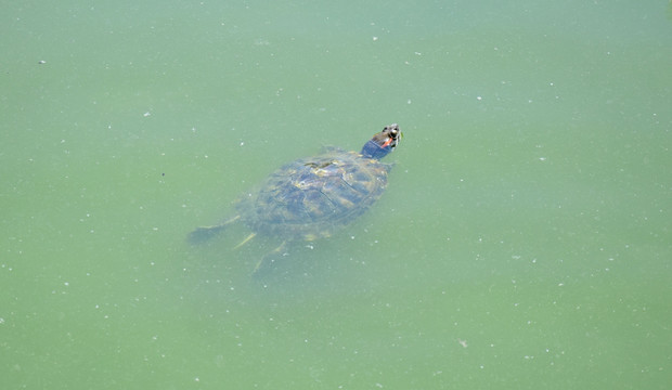 水中游动的乌龟
