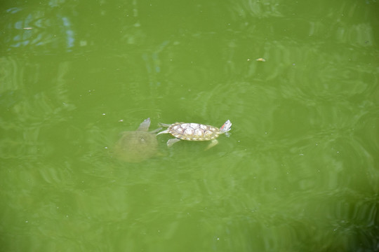 水中漂浮的乌龟