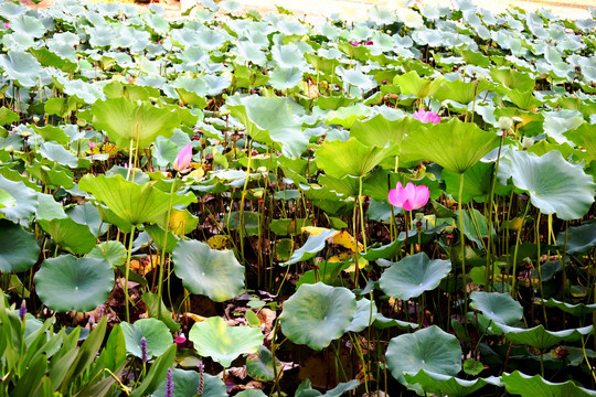 荷花塘景观图片