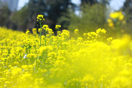 油菜花