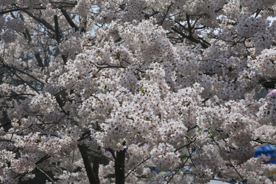 樱花