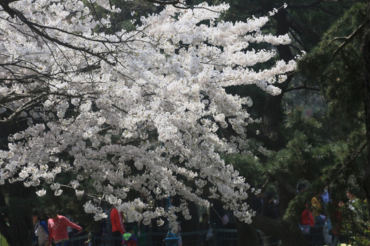 樱花