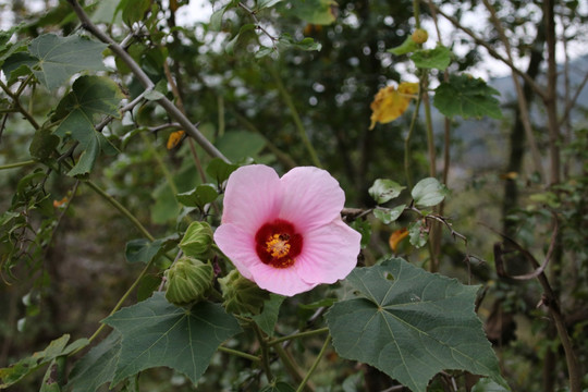 木棉花