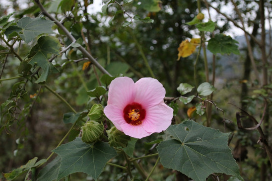 木棉花
