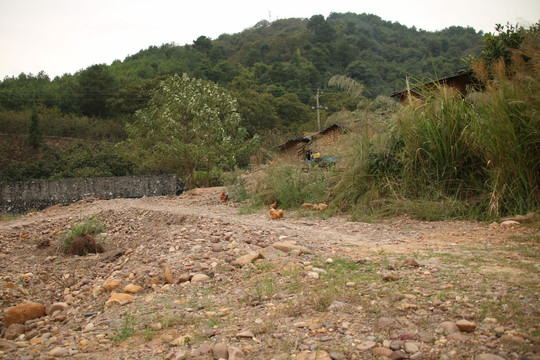 养鸡场