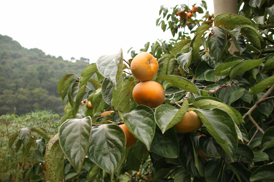柿子树