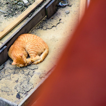 天台上的猫