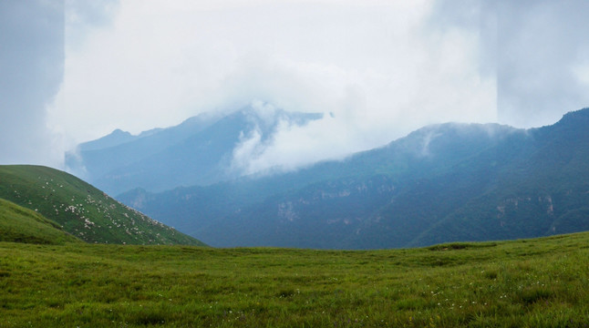 高山草甸