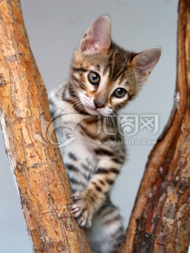 小豹猫爬树